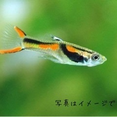 エンドラーズライブベアラー 稚魚5匹