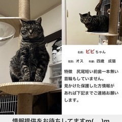 迷子猫探してます