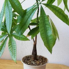 パキラ 約80cm【観葉植物】