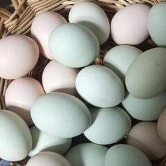 幸せの青い卵　有精卵