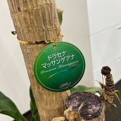 観葉植物 ドラセナ マッサンゲアナ