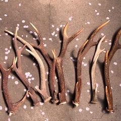 鹿の角　お値下げしました