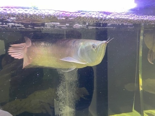 セミショートシルバーアロワナ シルバーアロワナ 大型魚 古代魚 50センチ