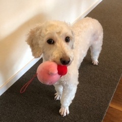 アミル⭐︎女の子⭐︎白ダップー⭐︎2歳ぐらい⭐︎ - 犬