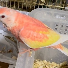 インコ ペットの広告の無料掲載 ジモティー