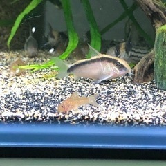 群馬県 高崎市の中古熱帯魚が無料 格安で買える ジモティー