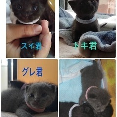 愛知県動物愛護センター引き出し3兄弟