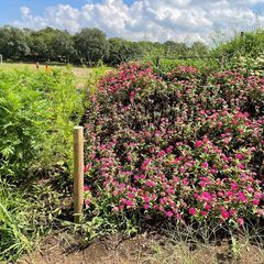 大泉中央公園での花壇ボランティア