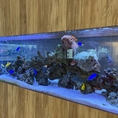 海水魚　観賞用