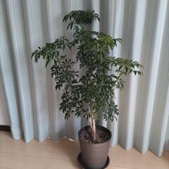 観葉植物　カポック　高さ約1m10cm