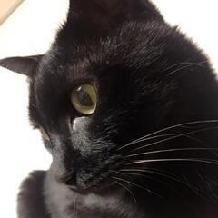 大人猫の魅力　黒猫ジジ⭐