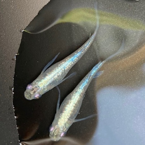 メダカ流星の如く5匹成魚2 3センチメダカ観賞魚 ラナ 南林間のその他の中古あげます 譲ります ジモティーで不用品の処分