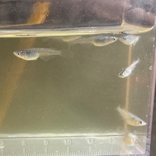 メダカ流星の如く5匹成魚2 3センチメダカ観賞魚 ラナ 南林間のその他の中古あげます 譲ります ジモティーで不用品の処分
