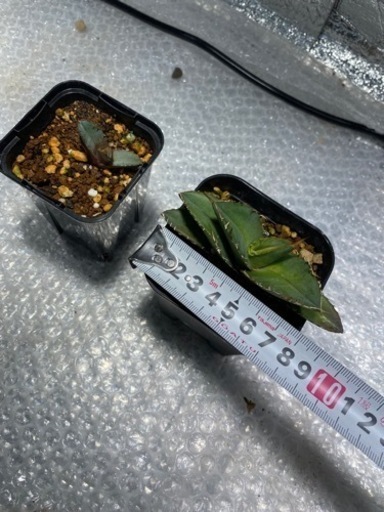 エルエス様　確認