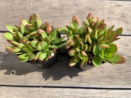 多肉植物天狗の舞1鉢100円 波平 八幡宿のその他の中古あげます 譲ります ジモティーで不用品の処分