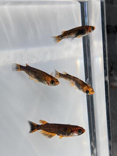 めだか　五式タイプＲ、タイプＲGOD系　各１ペア