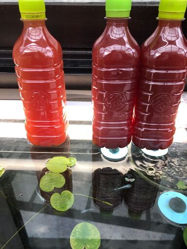 メダカ稚魚 針子 等の餌用超濃厚psb 光合成細菌 500mlx2 Ken 瀬谷のその他の中古あげます 譲ります ジモティーで不用品の処分 メダカ稚魚 針子 等の餌用超濃厚psb 光合成細菌 500mlx2 Ken 瀬谷のその他の中古あげます 譲ります ジモティーで不用品の処分