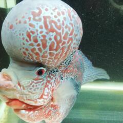 [激レア]　フラワーホーン　レッドマンキー 　３０ｃｍ± 激レア] フラワーホーン レッドマンキー 30cm±