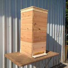 日本みつばち飼育セット　日本蜜蜂　ニホンミツバチ