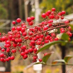 🍒ナンテン🍒 南天の木 さし木 挿し木 詰め放題！ 無人渡し対応...