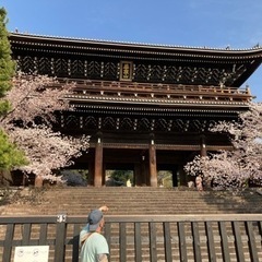 京都を回りませんか。