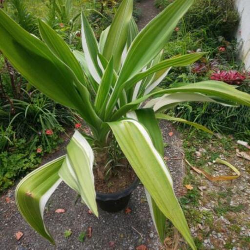 観葉植物 ドラセナの種類 Kumi てだこ浦西のその他の中古あげます 譲ります ジモティーで不用品の処分