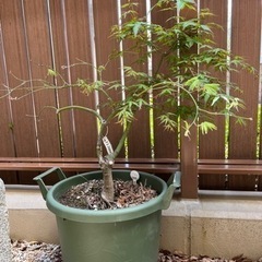 もみじ紅葉の鉢植え