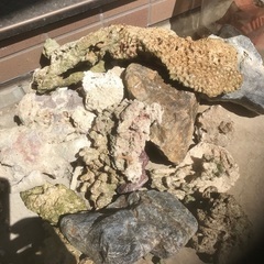 デスロック　サンゴ石　たくさん
