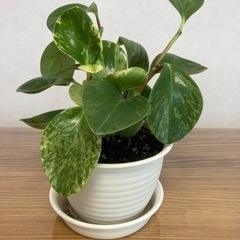 (あげます)観葉植物　ペペロミア・オブツシフォリア