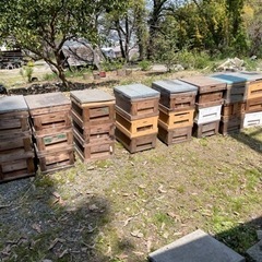 【ネット決済】西洋蜜蜂　養蜂セット
