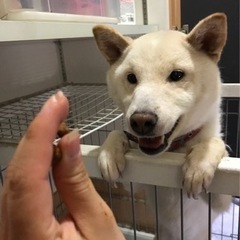 決まりました！！柴犬12歳女の子