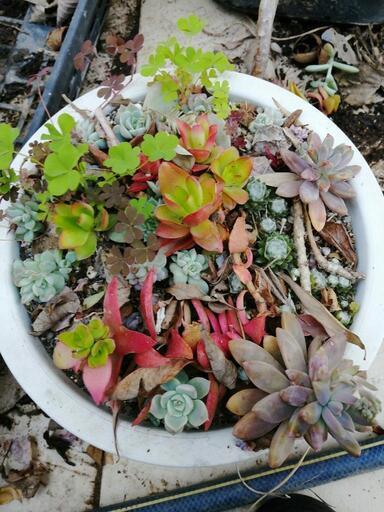 お譲り先決まりました 多肉植物 増えすぎました 小林紗也香 蒲郡のその他の中古あげます 譲ります ジモティーで不用品の処分