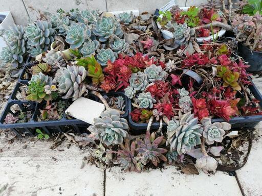 お譲り先決まりました 多肉植物 増えすぎました 小林紗也香 蒲郡のその他の中古あげます 譲ります ジモティーで不用品の処分
