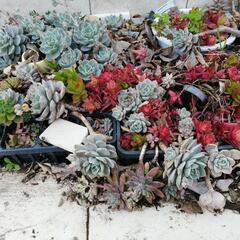 愛知県 蒲郡市の多肉植物 その他の中古が安い 激安で譲ります 無料であげます ジモティー 愛知県 蒲郡市の多肉植物 その他の中古が安い 激安で譲ります 無料であげます ジモティー