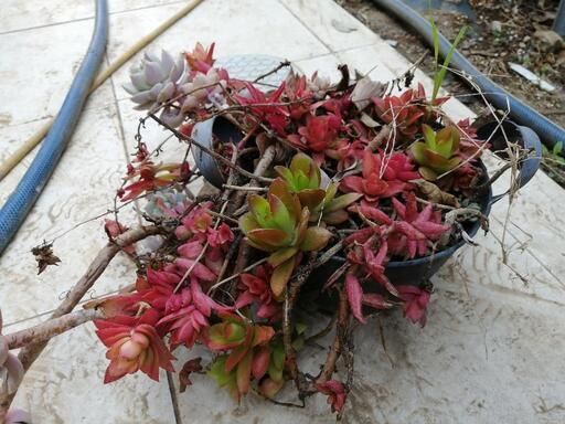 お譲り先決まりました 多肉植物 増えすぎました 小林紗也香 蒲郡のその他の中古あげます 譲ります ジモティーで不用品の処分