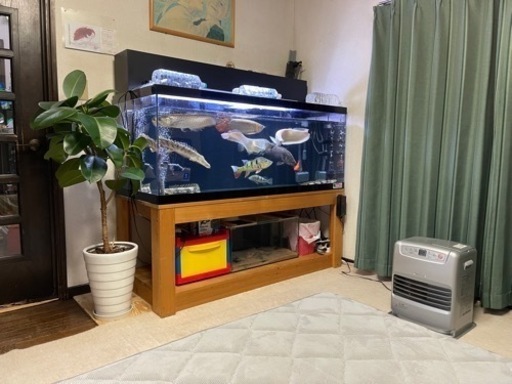 大型魚　熱帯魚