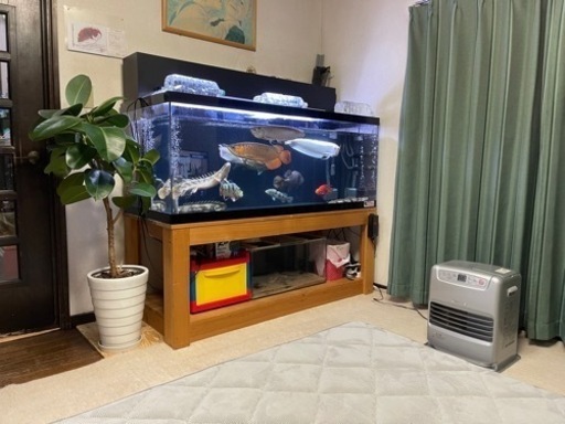 大型魚 熱帯魚 【公式通販】