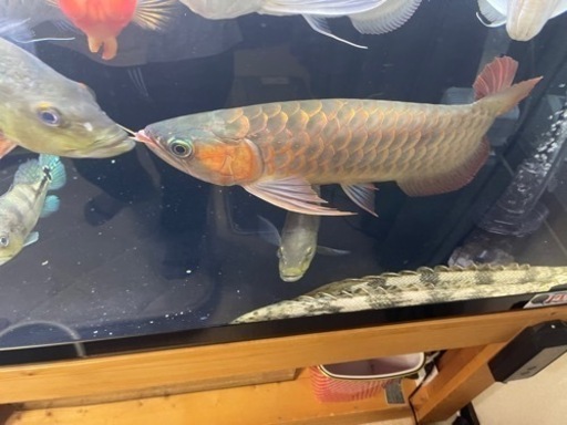 大型魚 熱帯魚 【公式通販】