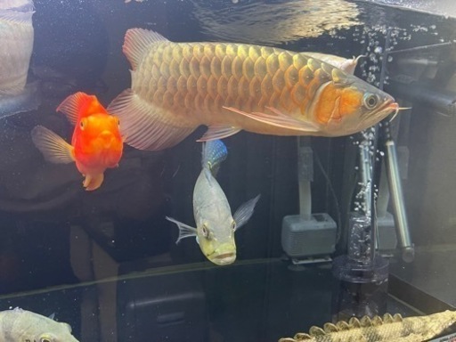 大型魚 熱帯魚 【公式通販】
