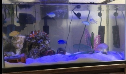 海水魚セット販売