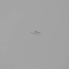 【ジモ取引終了1/15】≪zy197≫美品 ARKMOBILE/アークモービレ ダイニング セット テーブル イス5脚 木製 合皮 白/ホワイト 1003-03