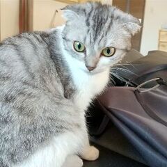 スコティッシュフォールド⭐️1歳２ヶ月⭐️メス⭐️猫ちゃんの里親さん募集 ⭐️ - 仙台市