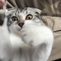 スコティッシュフォールド⭐️1歳２ヶ月⭐️メス⭐️猫ちゃんの里親さん募集 ⭐️ − 宮城県