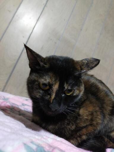 ビビリだけどいつもゴロゴロのサビ猫くりちゃん ひかりん 勝川の猫の里親募集 ジモティー