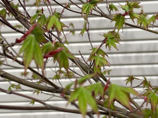 植木_庭木_オオモミジ_シンボルツリー