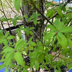 【取引中】植木_庭木_クロモジ_シンボルツリー