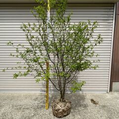 【取引中】植木_庭木_クロモジ_シンボルツリー