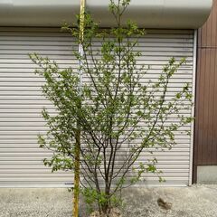 【取引中】植木_庭木_クロモジ_シンボルツリー