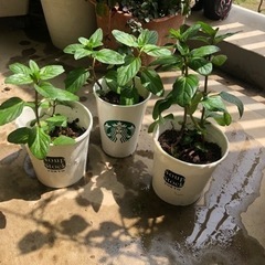 ペパーミント3 カップ植え　観葉植物