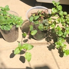 ペパーミント4　プラカップ植え　観葉植物